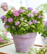 Hortensia Haag 'Forever & Ever®' Hortbux® 5 Hortensia Haag 'Forever & Ever®' Hortbux® - Afbeelding 3