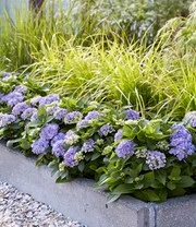 Hortensia Haag 'Forever & Ever®' Hortbux® 6 Hortensia Haag 'Forever & Ever®' Hortbux® - Afbeelding 4