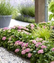 Hortensia Haag 'Forever & Ever®' Hortbux® 7 Hortensia Haag 'Forever & Ever®' Hortbux® - Afbeelding 5