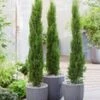 Echte Toscaanse 'Zuilcipres' -Planten Verkoopwinkel 8991162859550