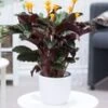 Calathea Crocata -Planten Verkoopwinkel 8992375406622