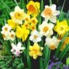 '100 Dagen' Narcissen Mix -Planten Verkoopwinkel 8992658227230