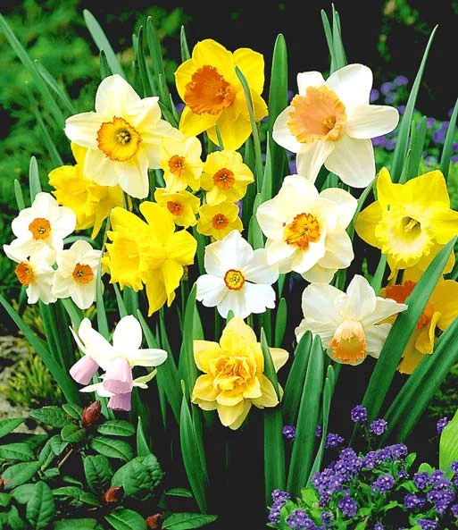 '100 Dagen' Narcissen Mix 3 '100 Dagen' Narcissen Mix