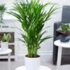 Areca Palm Ca. 60-70 Cm Hoog -Planten Verkoopwinkel 8992658718750