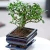 Bonsai Carmona 'Fukientee' Incl. Schaal -Planten Verkoopwinkel 9000051867678