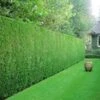 Leyland Cipres Haag 50 Planten -Planten Verkoopwinkel 9000723087390