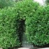 Laurierkers 50 Planten -Planten Verkoopwinkel 9000724070430