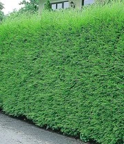 Leyland Cipres Haag 20 Planten 4 Leyland Cipres Haag 20 Planten - Afbeelding 2