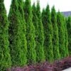 Thuja Smaragd 10 Planten 1 Thuja Smaragd 10 Planten -Planten Verkoopwinkel 9000738586654