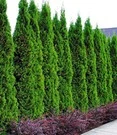 Thuja Smaragd 50 Planten