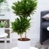 Dracena 'Compacta' Ca. 55 Cm Hoog 2 Dracena 'Compacta' Ca. 55 Cm Hoog -Planten Verkoopwinkel 9000886501406