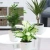 Kamerplanten Collectie 'Classic' Incl. Elho® Sierpot 'wit' -Planten Verkoopwinkel 9001104474142