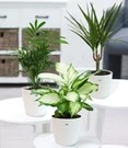 Kamerplanten Collectie 'Classic' Incl. Elho® Sierpot 'wit' 3 Kamerplanten Collectie 'Classic' Incl. Elho® Sierpot 'wit'