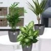 Luchtzuiverende Kamerplanten Set Incl. Elho® Sierpot 'antraciet' -Planten Verkoopwinkel 9001104834590
