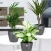 Kamerplanten Collectie 'Classic' Incl. Elho® Sierpot 'antraciet' -Planten Verkoopwinkel 9001105096734