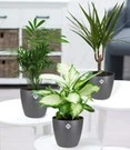 Kamerplanten Collectie 'Classic' Incl. Elho® Sierpot 'antraciet' 3 Kamerplanten Collectie 'Classic' Incl. Elho® Sierpot 'antraciet'
