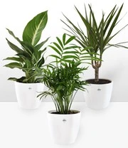 Luchtzuiverende Kamerplanten Collectie Incl. Elho® Sierpot 'wit' 4 Luchtzuiverende Kamerplanten Collectie Incl. Elho® Sierpot 'wit' - Afbeelding 2