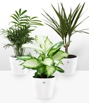 Kamerplanten Collectie 'Classic' Incl. Elho® Sierpot 'wit' 4 Kamerplanten Collectie 'Classic' Incl. Elho® Sierpot 'wit' - Afbeelding 2