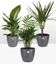 Luchtzuiverende Kamerplanten Set Incl. Elho® Sierpot 'antraciet' 4 Luchtzuiverende Kamerplanten Set Incl. Elho® Sierpot 'antraciet' - Afbeelding 2