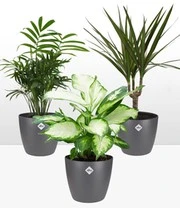 Kamerplanten Collectie 'Classic' Incl. Elho® Sierpot 'antraciet' 4 Kamerplanten Collectie 'Classic' Incl. Elho® Sierpot 'antraciet' - Afbeelding 2
