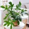 Philodendron 'Florida Green' -Planten Verkoopwinkel 9001469706270