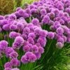 Geurende Allium 'Millenium' -Planten Verkoopwinkel 9002693558302
