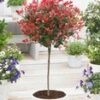 Groenblijvende Photinia Stammetje 'Little Red Robin®' -Planten Verkoopwinkel 9004238209054
