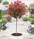 Groenblijvende Photinia Stammetje 'Little Red Robin®'