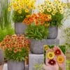 Coreopsis 'Solar® Mix' -Planten Verkoopwinkel 9011912802334