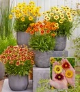 Coreopsis 'Solar® Mix' 3 Coreopsis 'Solar® Mix'