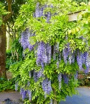 Blauwe Regen 'Blue Moon' 4 Blauwe Regen 'Blue Moon' - Afbeelding 3