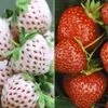 Aardbeien Rariteiten Collectie 'Sengana Selektion® & Natural White' -Planten Verkoopwinkel 9012622262302