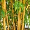 Gouden Peking Bamboe -Planten Verkoopwinkel 9012622426142