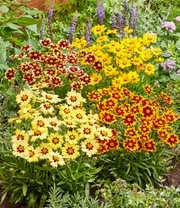 Coreopsis 'Solar® Mix' 4 Coreopsis 'Solar® Mix' - Afbeelding 2