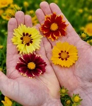 Coreopsis 'Solar® Mix' 5 Coreopsis 'Solar® Mix' - Afbeelding 3