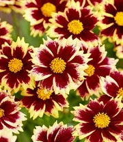 Coreopsis 'Solar® Mix' 6 Coreopsis 'Solar® Mix' - Afbeelding 4