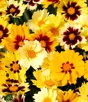Coreopsis 'Solar® Mix' 10 Coreopsis 'Solar® Mix' - Afbeelding 8