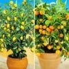 Citroen- En Sinaasappelboompje -Planten Verkoopwinkel 9012832600094