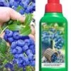 Tros Bosbes 'Reka® Blue' & Bemesting -Planten Verkoopwinkel 9012833550366