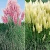 Pampasgras-Collectie -Planten Verkoopwinkel 9012841906206