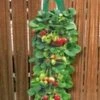 Twee Aardbeien Plantbuidels & 9 Hangaardbeien -Planten Verkoopwinkel 9012848689182