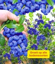 Bessencollectie 5 Bessencollectie - Afbeelding 3