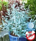 Winterharde Eucalyptus 'Azura®' In 2-liter XXL-pot 4 Winterharde Eucalyptus 'Azura®' In 2-liter XXL-pot - Afbeelding 2