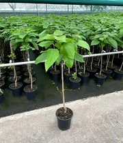 Boltrompetboom Op Stam 4 Boltrompetboom Op Stam - Afbeelding 2