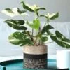 Syngonium Albo Variegata -Planten Verkoopwinkel 9019601322014
