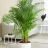 Areca Palm Ca. 120-130 Cm Hoog -Planten Verkoopwinkel 9019733770270