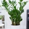 Zamioculcas Ca. 55-65 Cm Hoog -Planten Verkoopwinkel 9020119973918