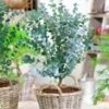 Winterharde Eucalyptus 'Azura®' In 2-liter XXL-pot 2 Winterharde Eucalyptus 'Azura®' In 2-liter XXL-pot -Planten Verkoopwinkel 9020180889630