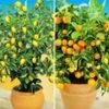 Citroen- En Sinaasappelboompje -Planten Verkoopwinkel 9020890513438