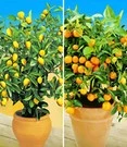 Citroen- En Sinaasappelboompje 3 Citroen- En Sinaasappelboompje